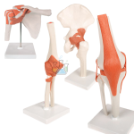Anatomy Set Joints